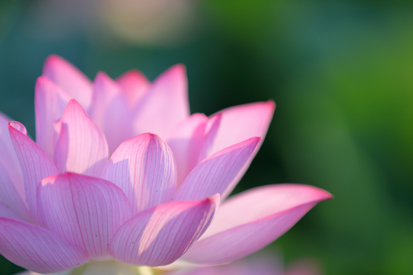 特任布教師制度について